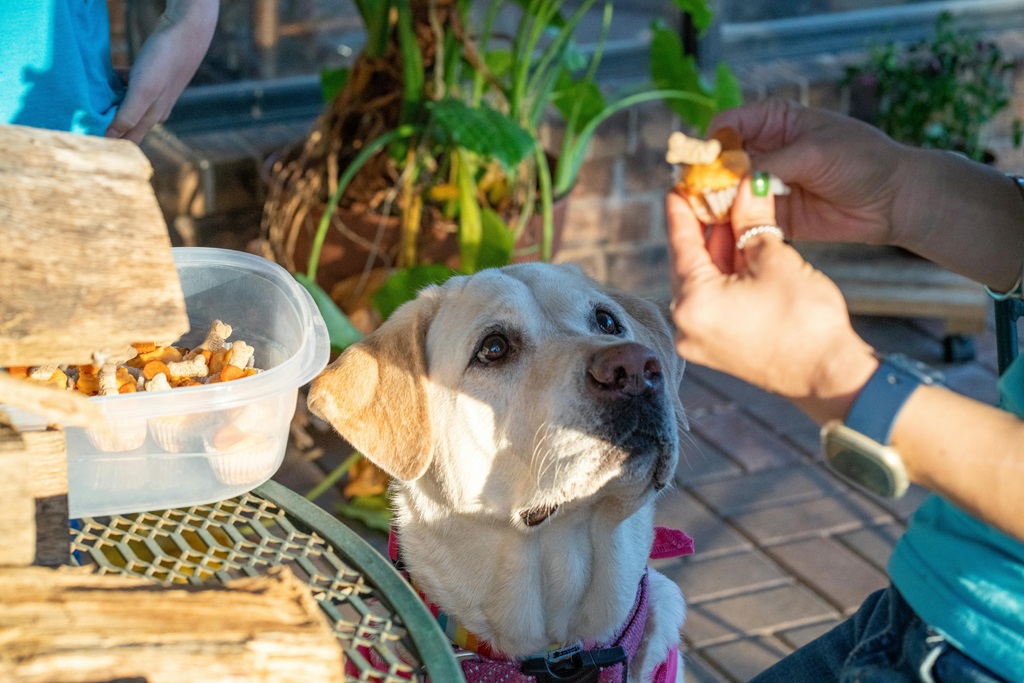 Dog hoping for a treat.