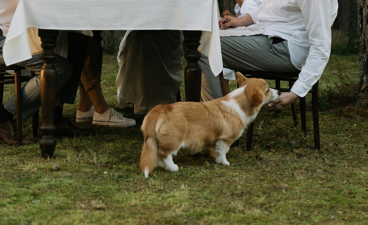 Feeding a dog