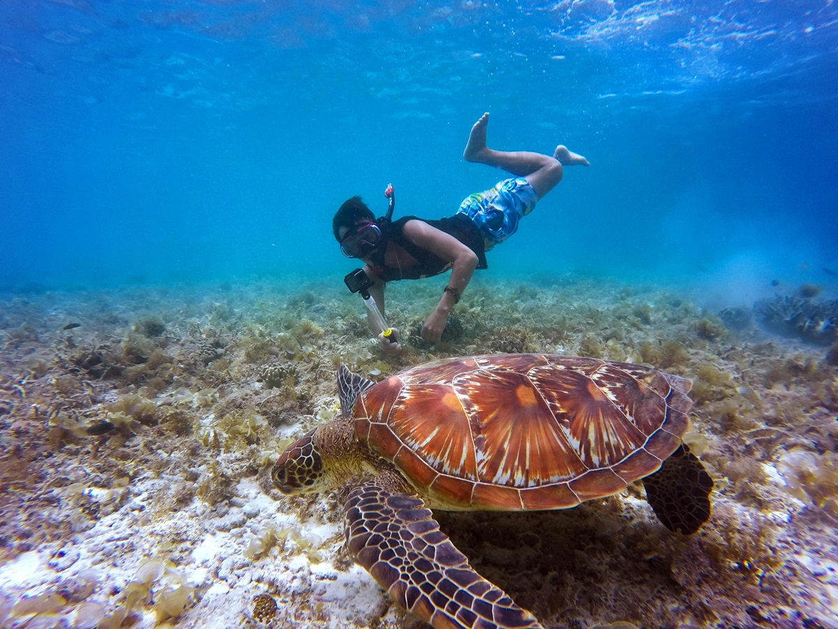 Snorkeling and sea turtle.