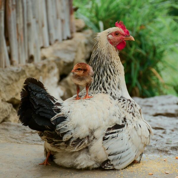 A Hen Gathers Her Brood